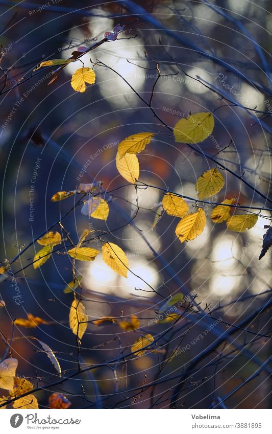 leaves in autumn, back light beech leaves Autumn Branch Leaf Brown Beech tree Beech wood Back-light Yellow Autumnal Season Sun Twig Light reflexes Green