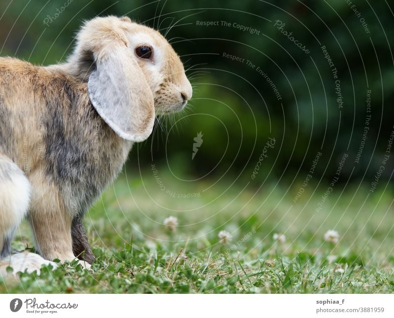 dwarf ram rabbit in garden, sitting on green grass, cute bunny meadow spring pet floppy ears spring vibes green background field nature wild looking freedom
