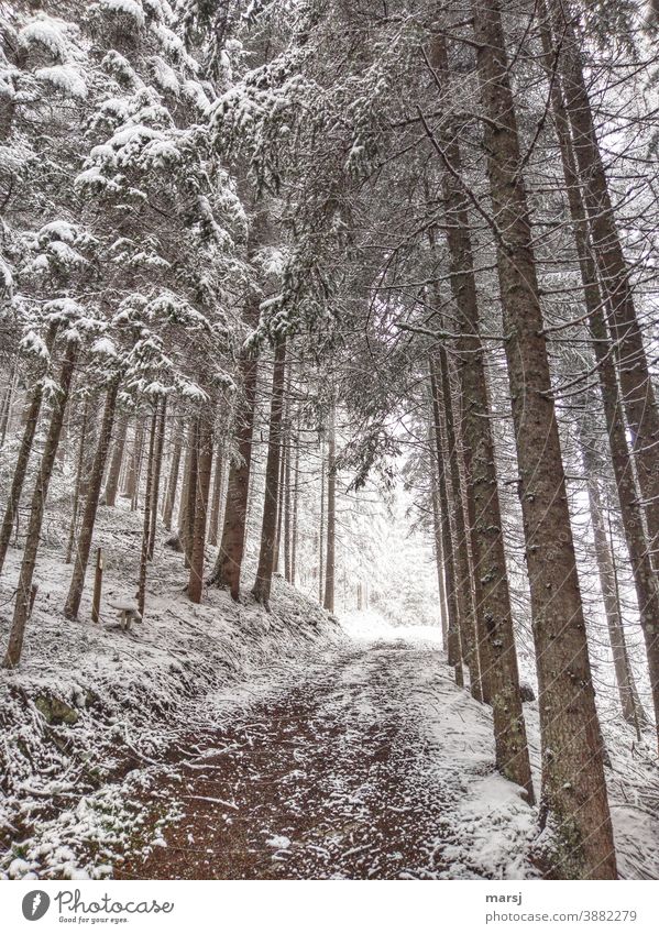 Winter walk through the spruce forest Promenade Hiking trails Snow winter Winter magic Winter mood Cold Winter's day Nature