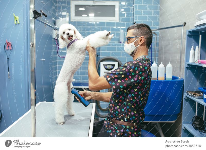 Man grooming Miniature Poodle dog in salon trimmer groomer man miniature poodle fluff fur cut male professional work animal pet worker canine domestic employee
