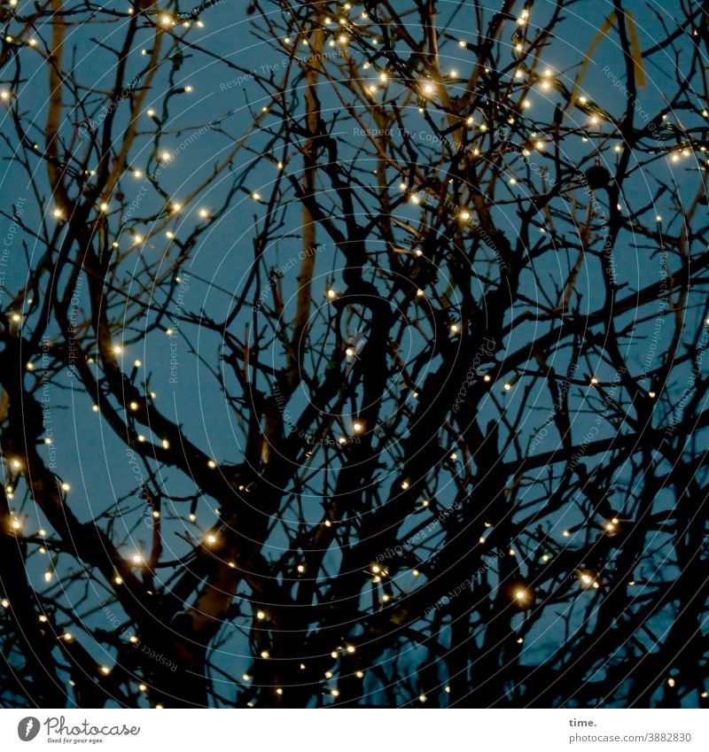Lights of the city (IV) Artificial light Tree Fairy lights Decoration Night sky Fantasy Dream Grow hazy about each other branches Inspiration Whimsical at night