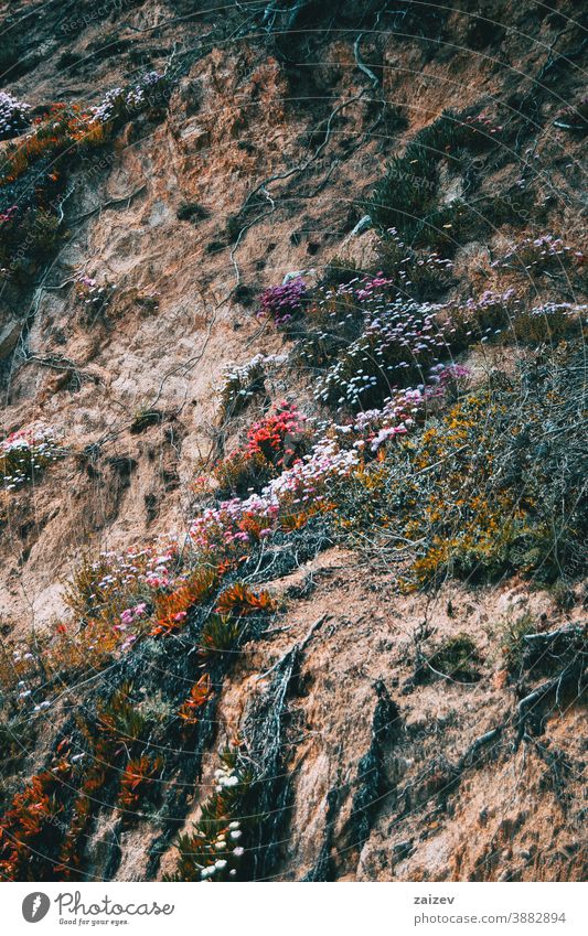 A hillside covered in colorful flowers and roots growing wildly slope wall stone rocky ground blossom blooming grass plants vegetation purple white pink green