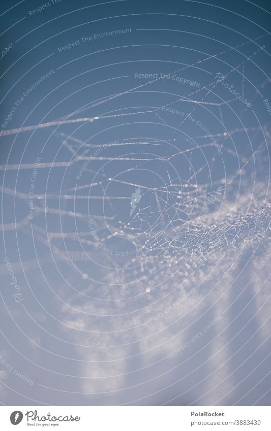 #A0# Cobweb with morning dew cobweb cobwebs cobweb pearls Nature Exterior shot Spider's web Macro (Extreme close-up) Net