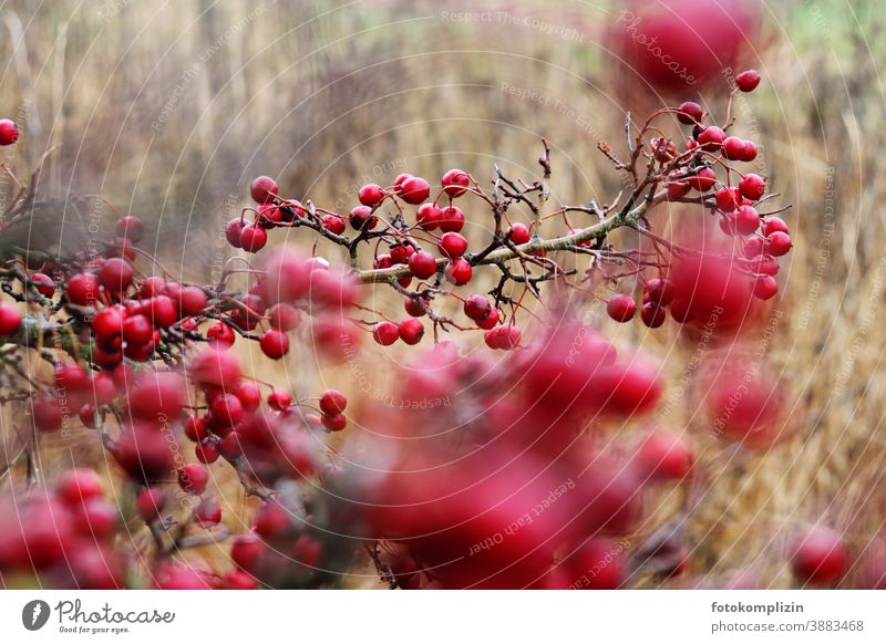Red Berries Bushes winter berries Berry bushes Rowanberry Hawthorn field flora Rawanberry vegetation naturally Nature Plant Love of nature Subdued colour Hedge