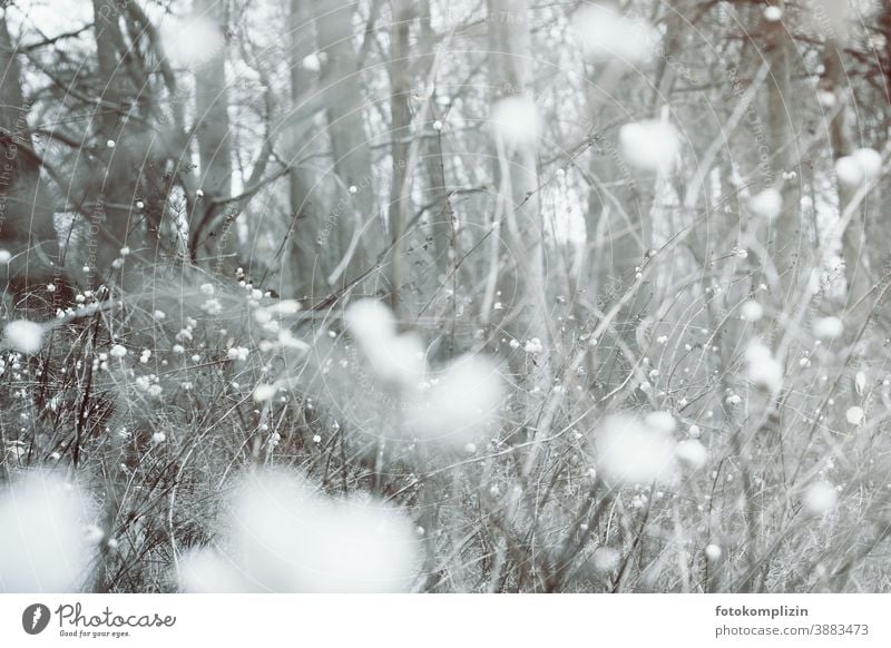 white fluffy bushes Bushes white berries Berry bushes Berries snowberries blurriness wadded Gray White grey-white firecracker pea bush Winter mood Cold