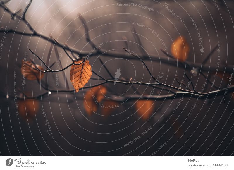 Few leaves of autumn hanging on a branch Shallow depth of field Day Autumnal Autumnal colours Twigs and branches Exterior shot Colour photo Plant Yellow