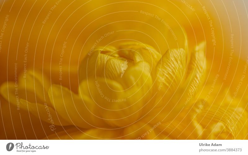 Yellow flower of the Ranunculus - Asian buttercup ( Ranunculus asiaticus ) Buttercup Shallow depth of field blurriness Neutral Background Isolated Image