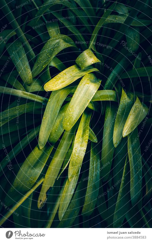 green plant leaves in the nature, green background leaf garden floral natural foliage decorative decoration abstract textured freshness outdoors beauty
