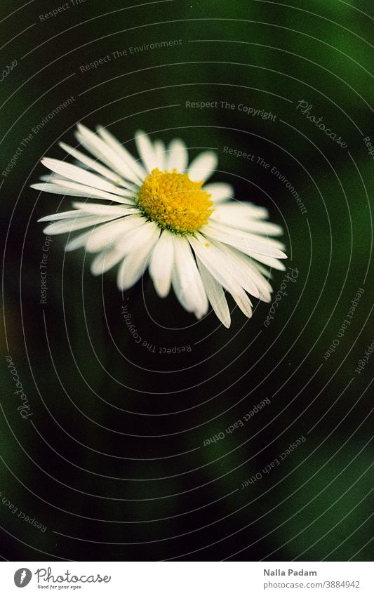 Flowery Analog Analogue photo Colour Blossom White Yellow Green Exterior shot Deserted Day Nature flora pretty naturally daisy Daisy