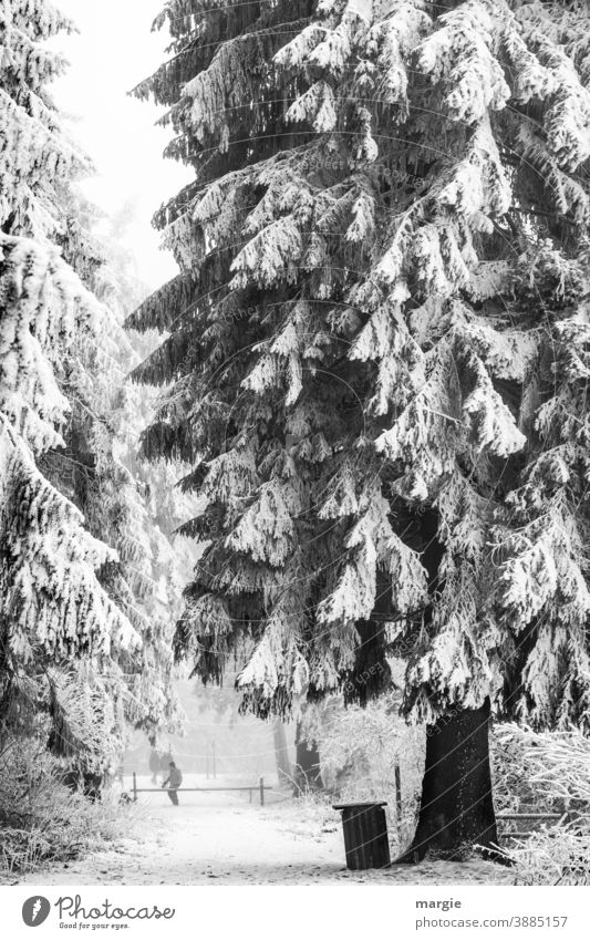 Deeply snow-covered forest, a huge fir tree, spruce on a closed path Snow off Forest Winter Tree Ice snowy Freeze Ice age Cold Uniqueness Plant Snowfall Frost