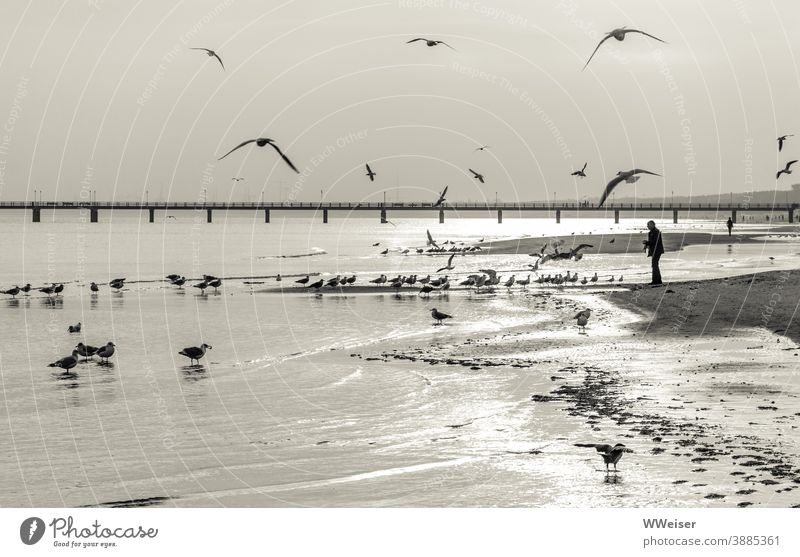 The seagulls have quickly discovered where they can get breakfast Baltic Sea Light Morning early Breakfast Beach Human being Feeding birds Sand Water Waves