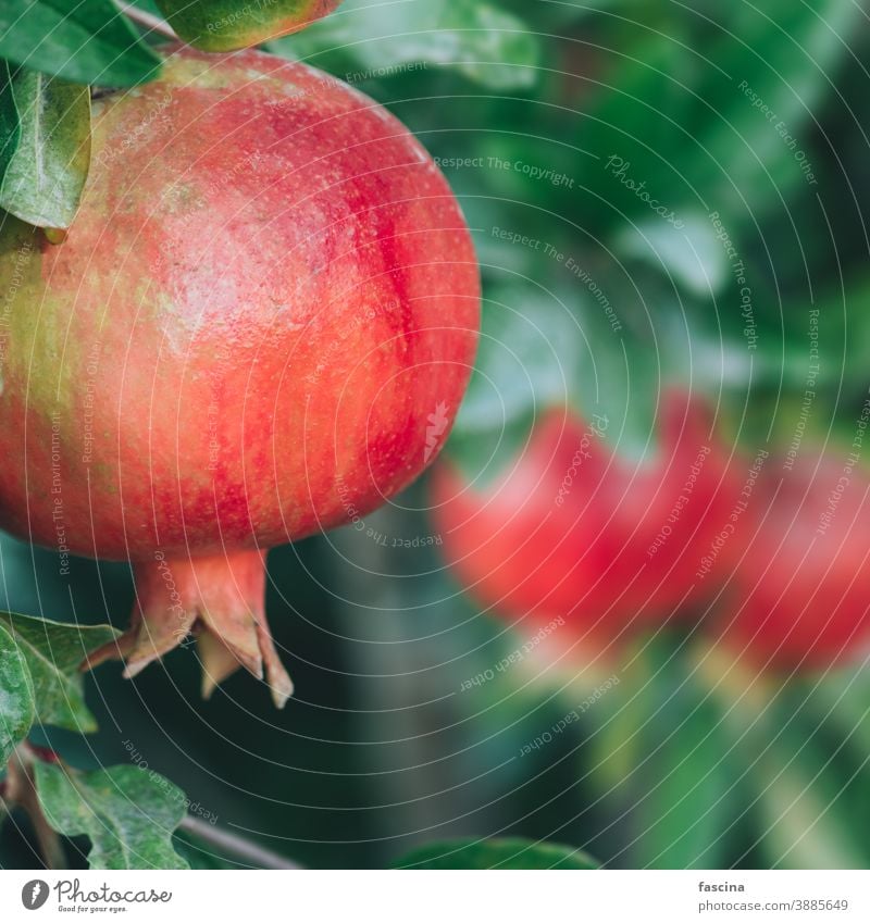 Organic pomegranate fruits on branch red tree organic food garden ripe healthy agriculture plant fresh sweet tropical background nature green symbol natural