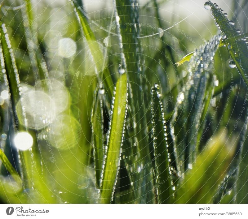 Wet grass wet grass dew drops detail Early morning dew sparkle Flower stalks Damp Growth Shallow depth of field Environment Fresh Plant Macro (Extreme close-up)