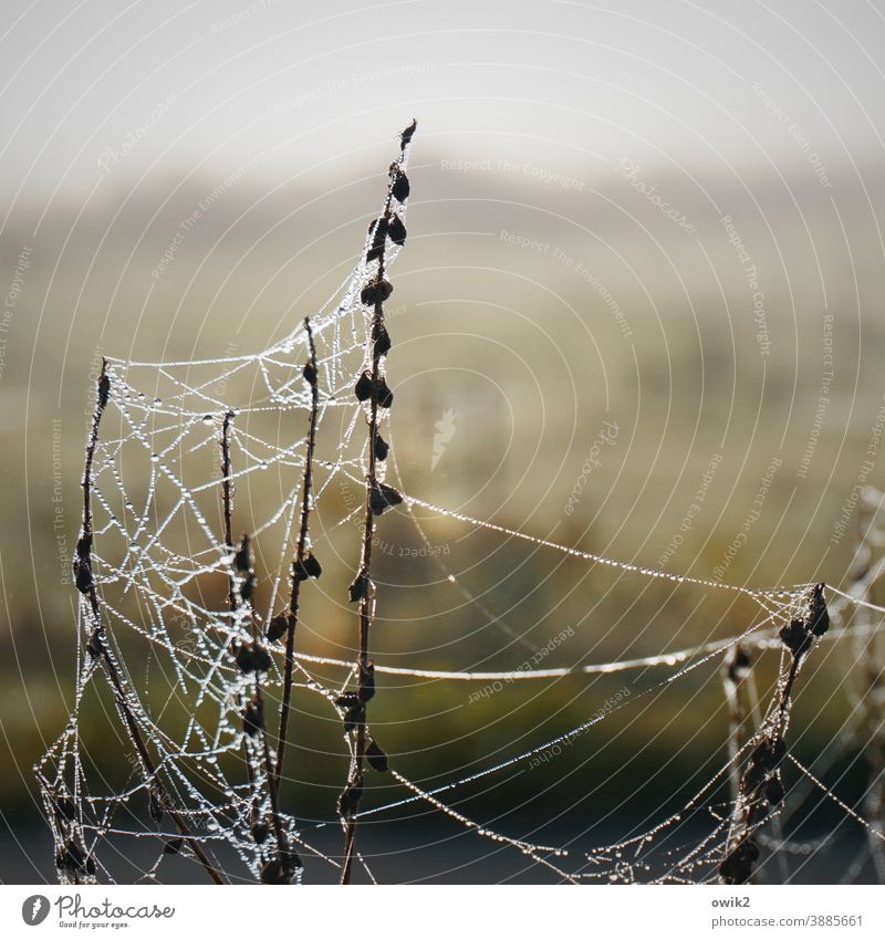 unfinished Detail Spider's web Bushes Net Mysterious Firm Thin Pattern Plant Idyll spun Close-up Macro (Extreme close-up) Near Twilight Structures and shapes