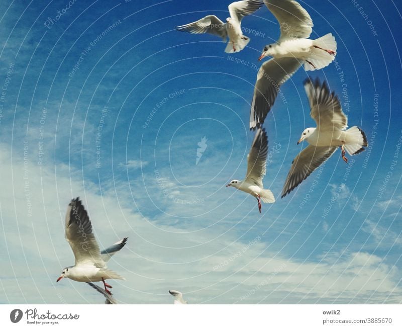 Find balance Seagull Flock Flying Judder Grand piano Span Competition Many Together Hover Life Force Moody Beautiful weather Landscape Nature Environment Trip