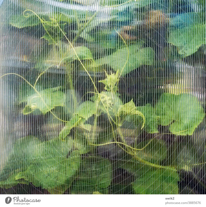 Window curtain textured glass Glass Detail Plant Structures and shapes Hazy Pattern Copy Space top Colour photo Deserted blurred Light (Natural Phenomenon)