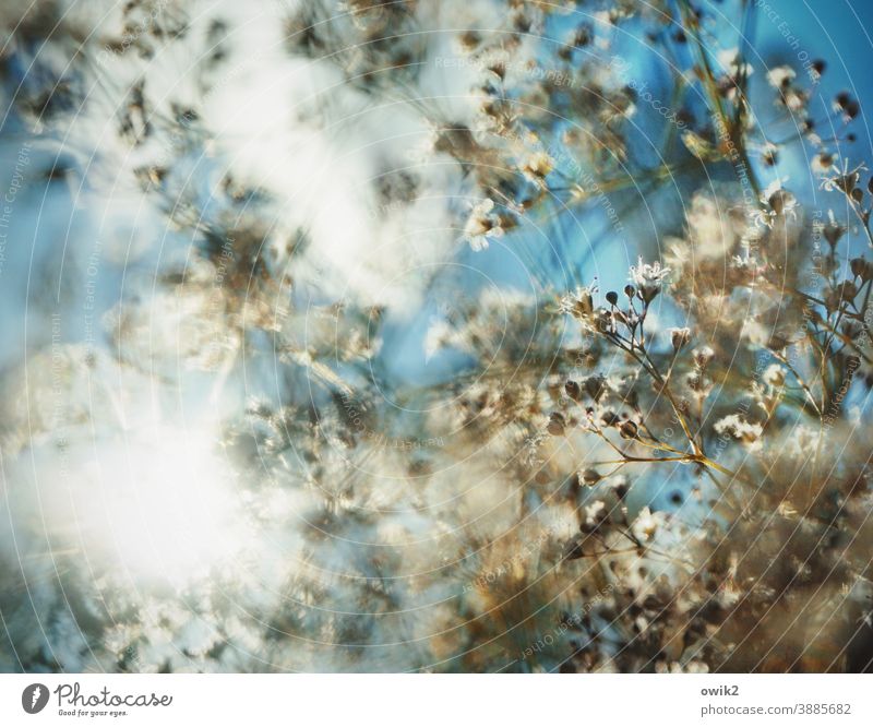 bustling Garden Plant Detail Foliage plant Spring Light Idyll Landscape Light (Natural Phenomenon) Beautiful weather blurriness Summer Bushes Fresh Glittering