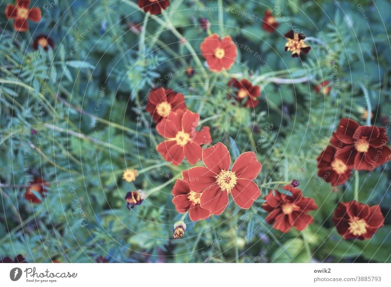 marigold French marigolds Small Red Near pretty Blossoming blossoms flowers Nature Exterior shot Copy Space left Shallow depth of field Contrast Plant Flower