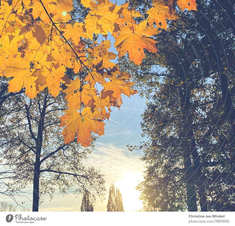 Golden maple leaves against the light of the low morning sun. In the background trees, clouds and blue sky Golden yellow Yellow Autumn Nature Sunlight