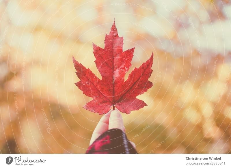 Hand holding up red autumnal maple leaf...  background with speckled sunlight and bokeh Maple leaf Red Leaf Maple tree Uphold Indicate Autumn speckled light