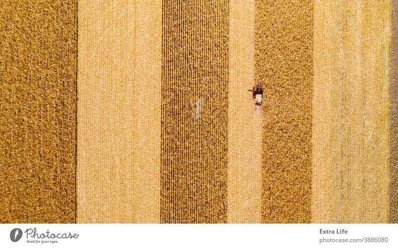 Above view on combine, harvester machine, harvest ripe maize Agricultural Agriculture Agronomy Cereal Combine Corn Cornfield Country Crop Cultivated Cultivation