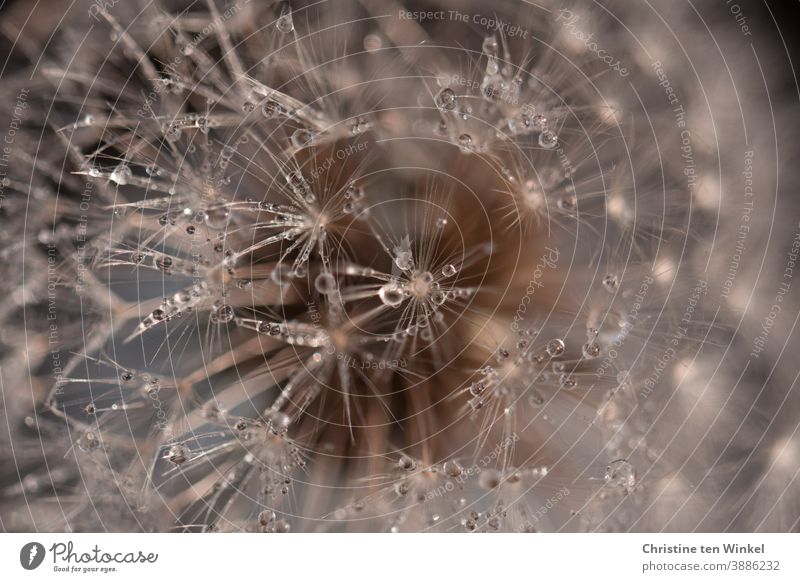 Blowball with glittering dewdrops ... Macro shot dandelion Dandelion taraxacum Plant Nature Detail Flower dandelion seed Macro (Extreme close-up)