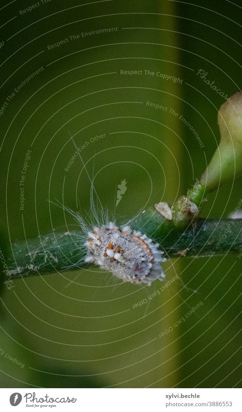 mealybug, parasite Parasite Tree Lemon tree infestation Branch macro Macro (Extreme close-up) Macro photography Isopod scale insect Citrus mealybug Hair