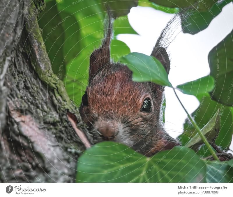 Hidden observer in the tree Squirrel sciurus vulgaris Animal face Head Eyes Nose Ear Muzzle Pelt Rodent Wild animal Nature Tree Leaf Curiosity Observe Looking