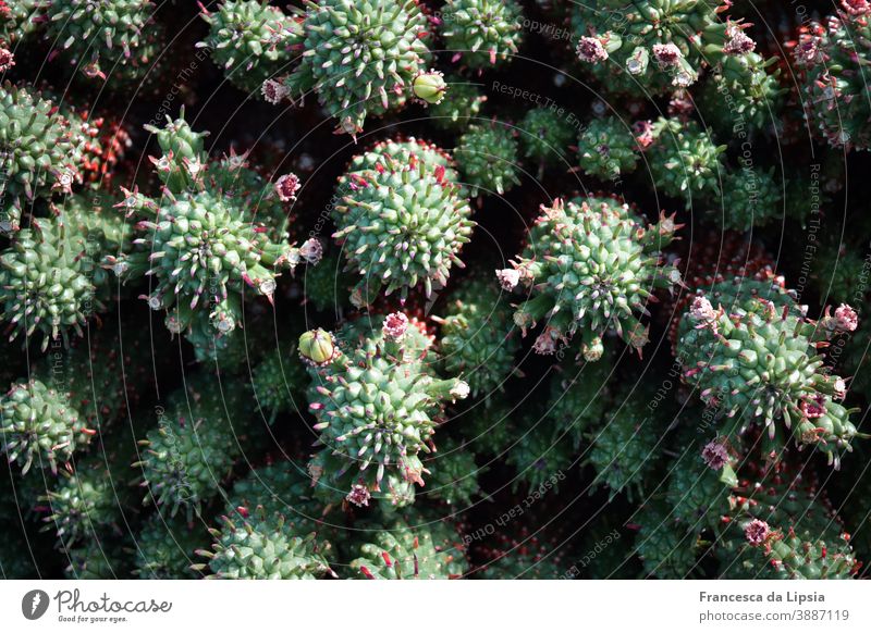 Cacti with pink flower buds II cacti Cactus Pink Bud Structures and shapes Bird's-eye view background Plant Green Without prickles Close-up Detail Nature Exotic
