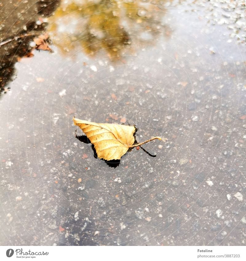 Autumn day - or an autumn leaf fell into a puddle and made itself at home there, swam back and forth a little and then was driven on by the wind. Leaf Autumnal