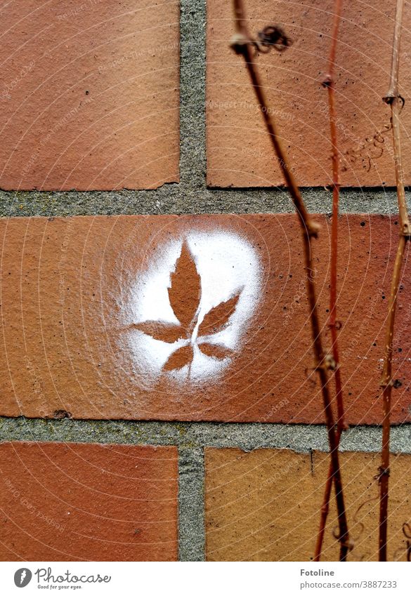 Pure nature? - or on a wall, which decorates leafless tendrils of wild wine, a canabis leaf was sprayed with white paint Wall (barrier) brick Wall (building)