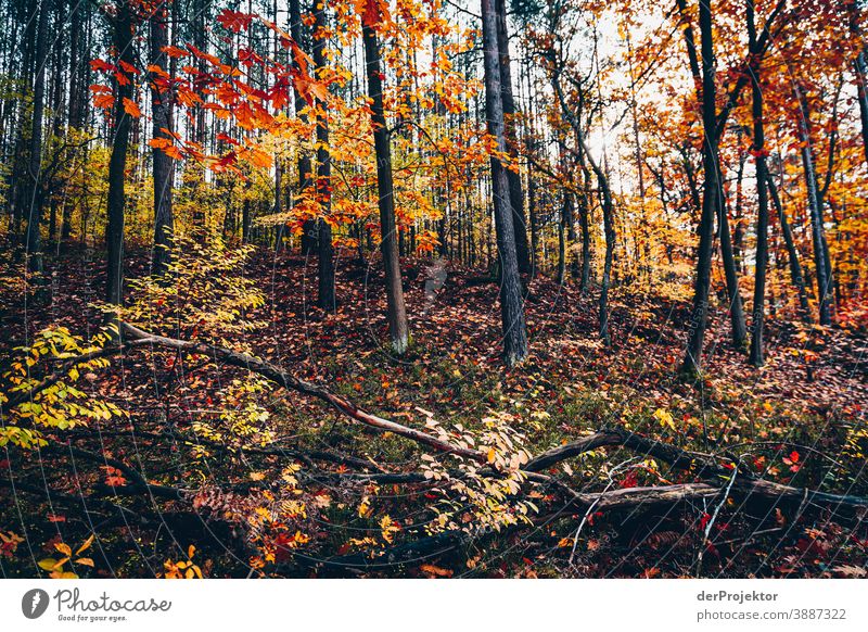 Forest view in the Briese valley Forest road Forstwald Forestry Logging Hiking Environment Nature Landscape Plant Autumn Park Autumnal colours Autumn leaves