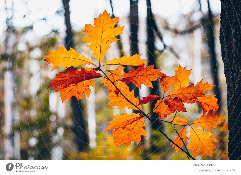 Oak leaves in the Briese valley Forest road Forstwald Forestry Logging Hiking Environment Nature Landscape Plant Autumn Park Autumnal colours Autumn leaves