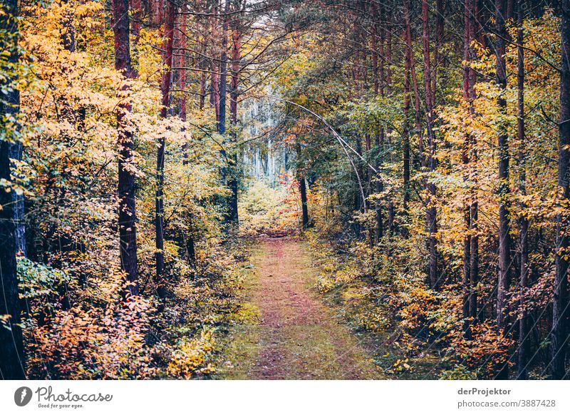 Path through the forest Forest road Forstwald Forestry Logging Hiking Environment Nature Landscape Plant Autumn Park Autumnal colours Autumn leaves Trust