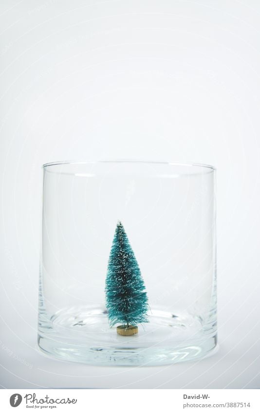 miniature christmas tree / Christmas tree in a glass as christmas decoration Christmas & Advent Miniature fir tree Christmas decoration Christmassy White Glass