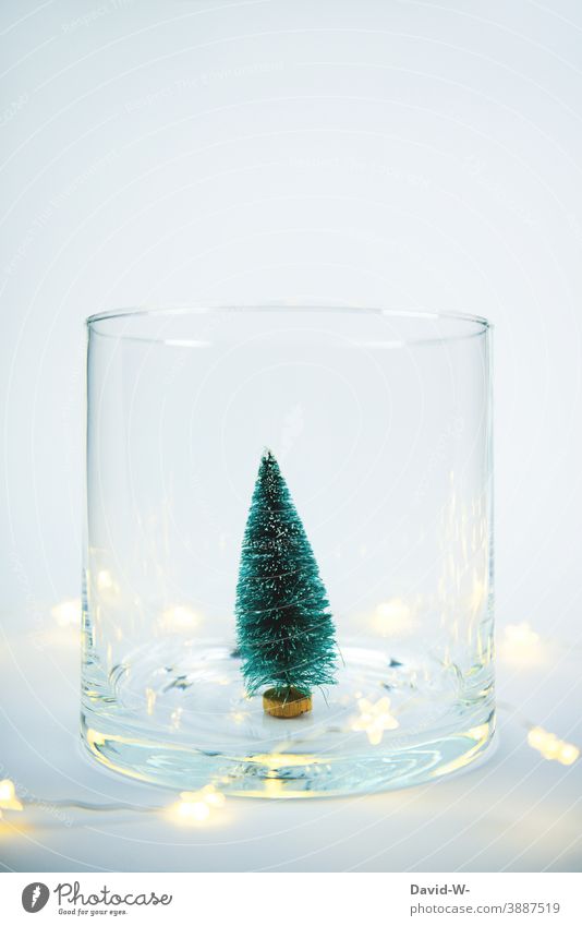 Christmas decoration - Miniature Christmas tree with lights in a glass Christmas & Advent Fairy lights fir tree Placeholder Christmassy Illuminate Fir tree