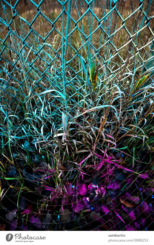 Sprayed wire mesh variegated Colour colored holidays Garden sprayed Grass Border Autumn allotment Garden allotments Wire netting Wire netting fence Deserted