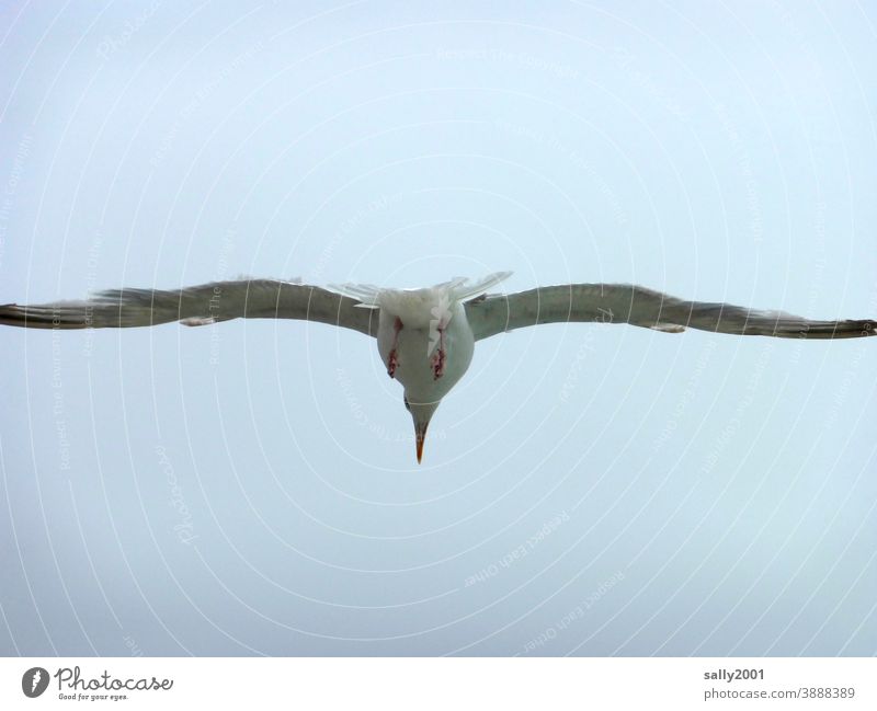 wingspan Seagull Flying Grand piano Freedom Span Disperse Bird White Sky Animal Exterior shot Wild animal