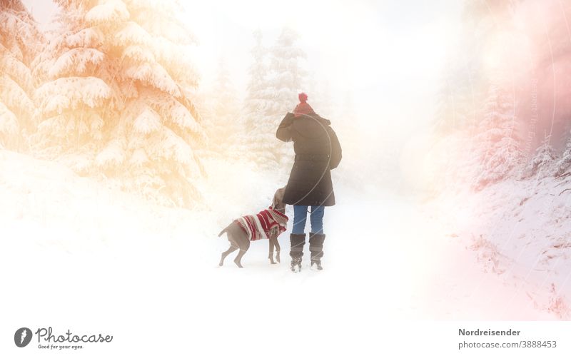Walk in the snow with dog in a dreamy winter forest Winter Snow Winter forest Woman Dog Christmassy Hound Weimaraner Advent winter clothes youthful bobble hat