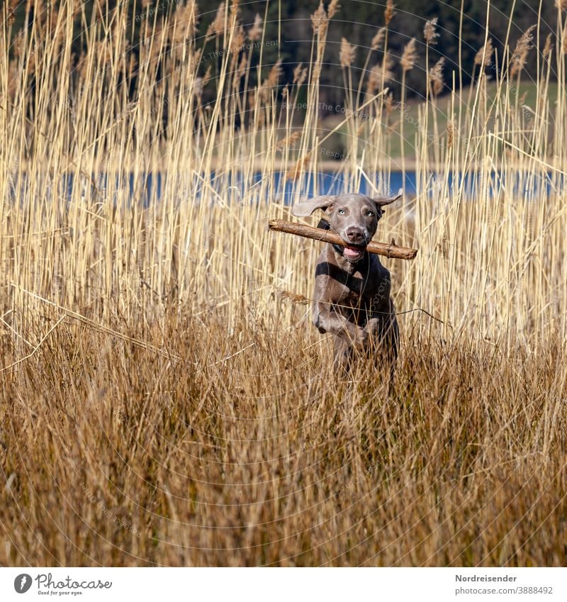 Weimaraner puppy retrieves a stick in the reed grass Puppy Dog Pet Animal young dog Water pretty Hound portrait Purebred Hunting Forest Grass youthful joyfully