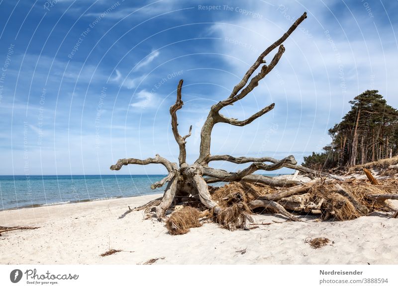 Deadwood at the west beach on the Darß at the Baltic Sea Wind cripple Darss Western Beach Ocean Fischland National Park Log driftwood Flotsam and jetsam tang