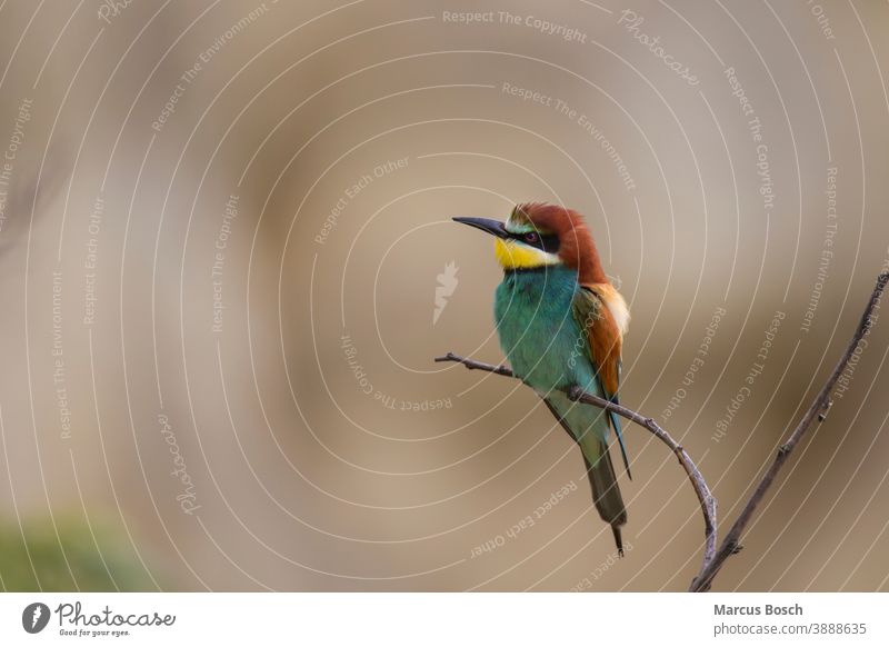 Bee-eater, Merops apiaster, European bee-eater Animal Nature Multicoloured Exotic Beak animal world Bird Wild Apiaster Bee eater birds Migratory bird