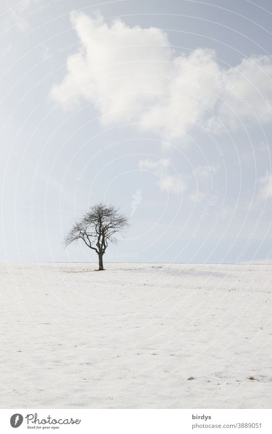 Single tree in a snowy landscape, blue sky with clouds. muted colours Snow Tree Snowscape Winter Nature Sky Clouds Winter mood snow-covered Still Life Frost