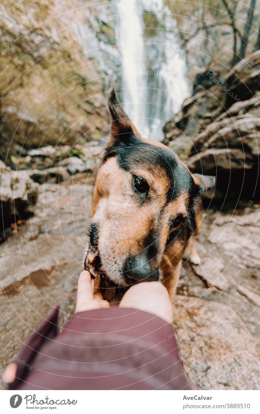 Dog eating from hand with a waterfall as a background animal pretty nature cute portrait profile hunger pet girl animal head sunset adorable expression looking