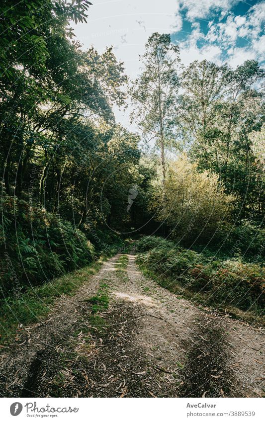 Bright path in the middle of the forest with lot of trees sunlight green nature summer sunshine landscape environment autumn countryside horizontal way park