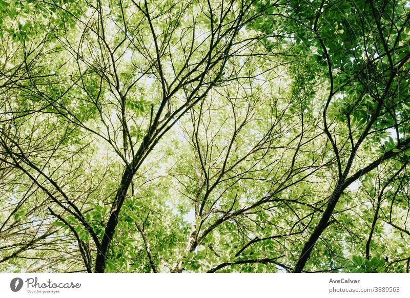 Bright green leaves on the top of the trees during a sunny day nature spring forest park summer sunlight background beech leaf ray season plant log dynamic