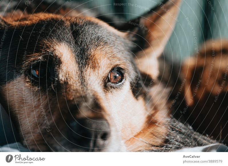 Cute brown and black dog looking away from camera during a bright day with copy space television togetherness embracing copy-space friendly puppy relaxing