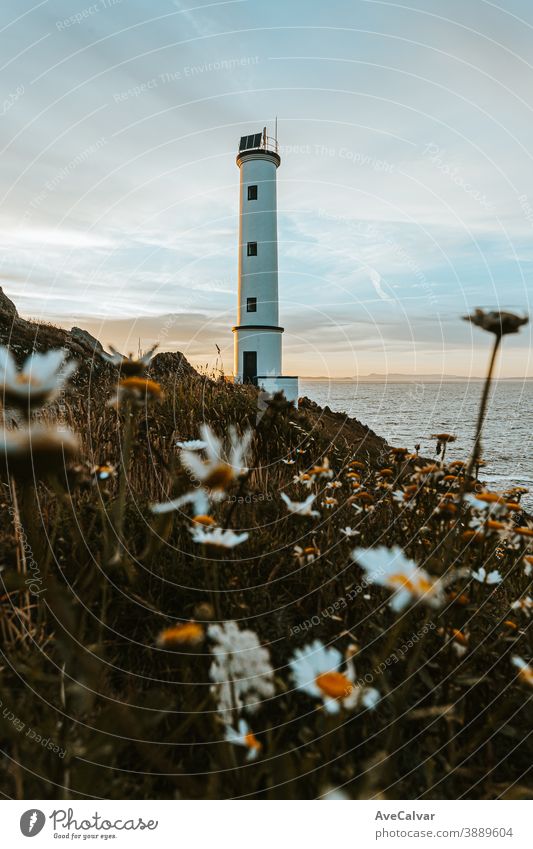 White lighthouse with a lot of daisies in front coast color image architecture ocean photography tourism outdoors sea lookout copy space scenic rocky