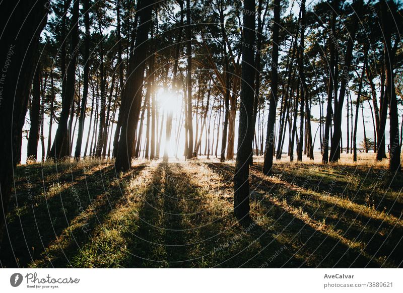 Some trees being sunbathed during the summer creating strong shadows forest leaf light background sunny green plant sunshine october change colours season