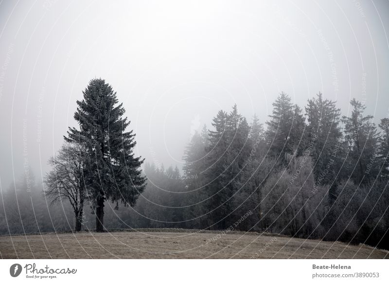 Dull times not only in the misty Black Forest ... late autumn Winter Fog fir tree Tree Sky Landscape Exterior shot Morning fog Dreary November mood